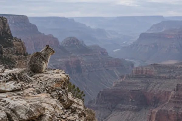 A grey-brown squirrel sits in profile on a weathered rocky ledge at the left, looking across a wide, hazy canyon with layered cliffs and a winding river in the…