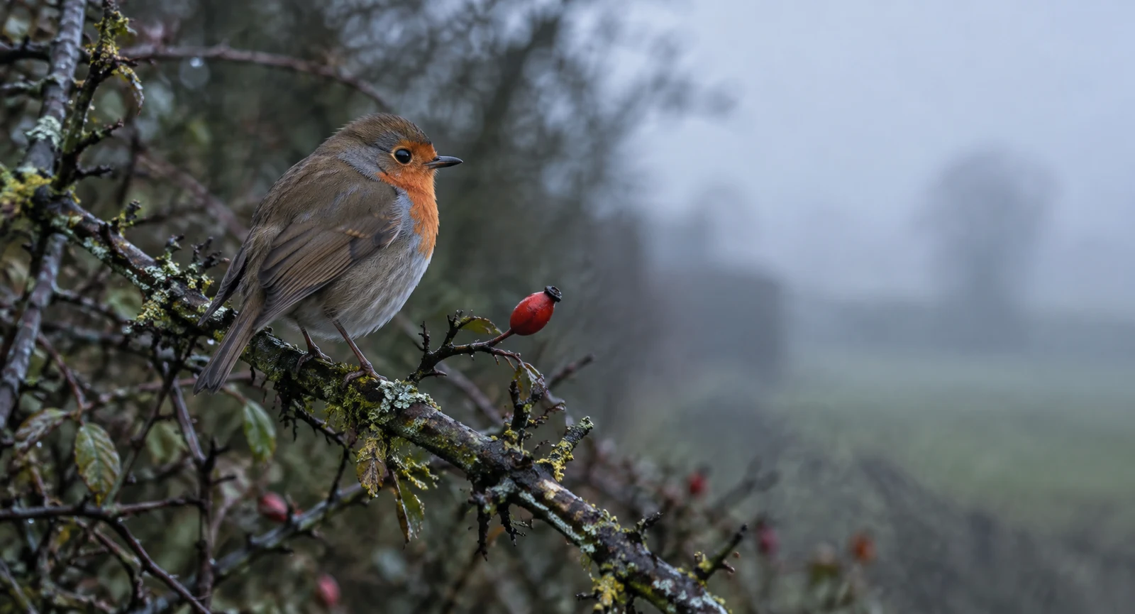 A European robin perches on a lichen- and moss-covered hawthorn branch, with a red rosehip beside it and a soft, misty hedge in the background.
