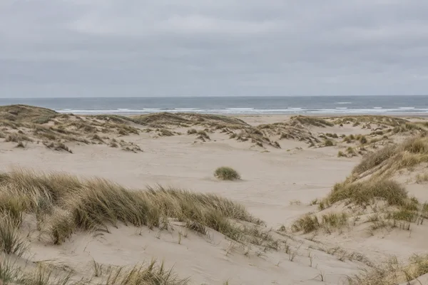 A broad coastal dune landscape with rippled pale sand, scattered marram grass, and a lone grass clump in the middle distance, with the sea and overcast sky…