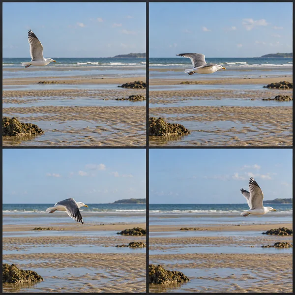 A four-panel contact sheet shows a white-and-grey gull flying left to right over shallow tidal flats, with golden sand, patches of dark rock, blue water and a…