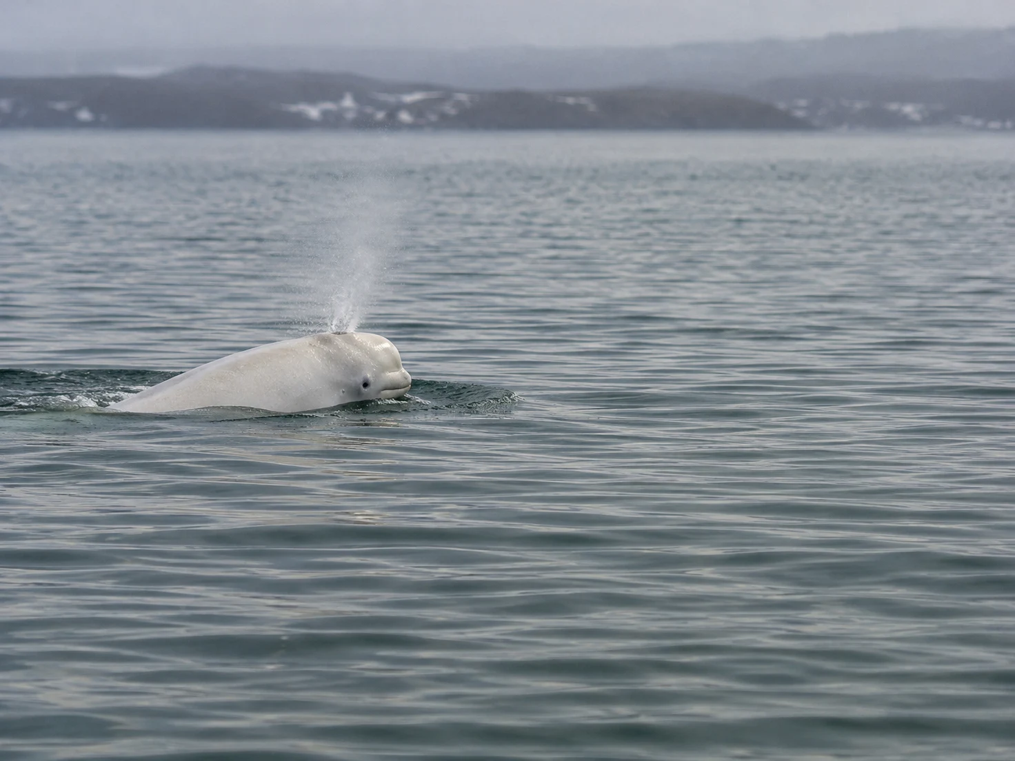 A pale beluga whale surfaces in rippled grey-blue water, releasing a plume of mist, with a distant shoreline beneath a cloudy sky.