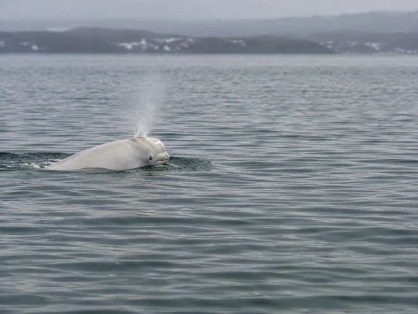 A pale beluga whale surfaces in rippled grey-blue water, releasing a plume of mist, with a distant shoreline beneath a cloudy sky.