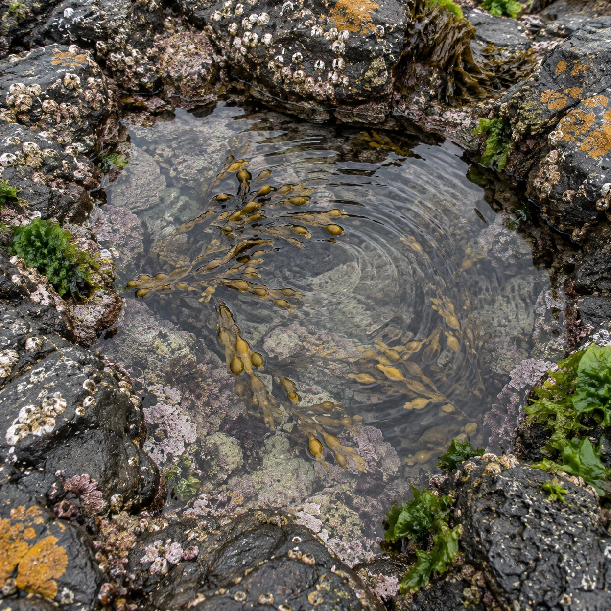 A nearly top-down view of an irregular rocky tide pool, with olive-brown seaweed among circular ripples and barnacles, pink crusts, orange patches and green…