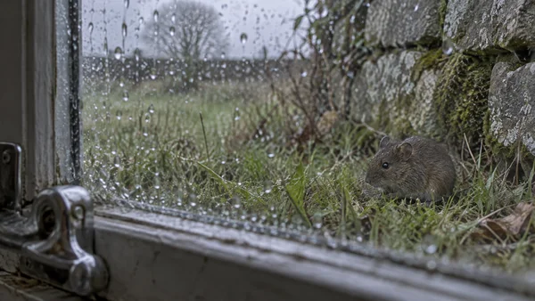 A grey-brown vole crouches in damp grass beside a lichen-covered stone wall, seen through a rain-speckled window.