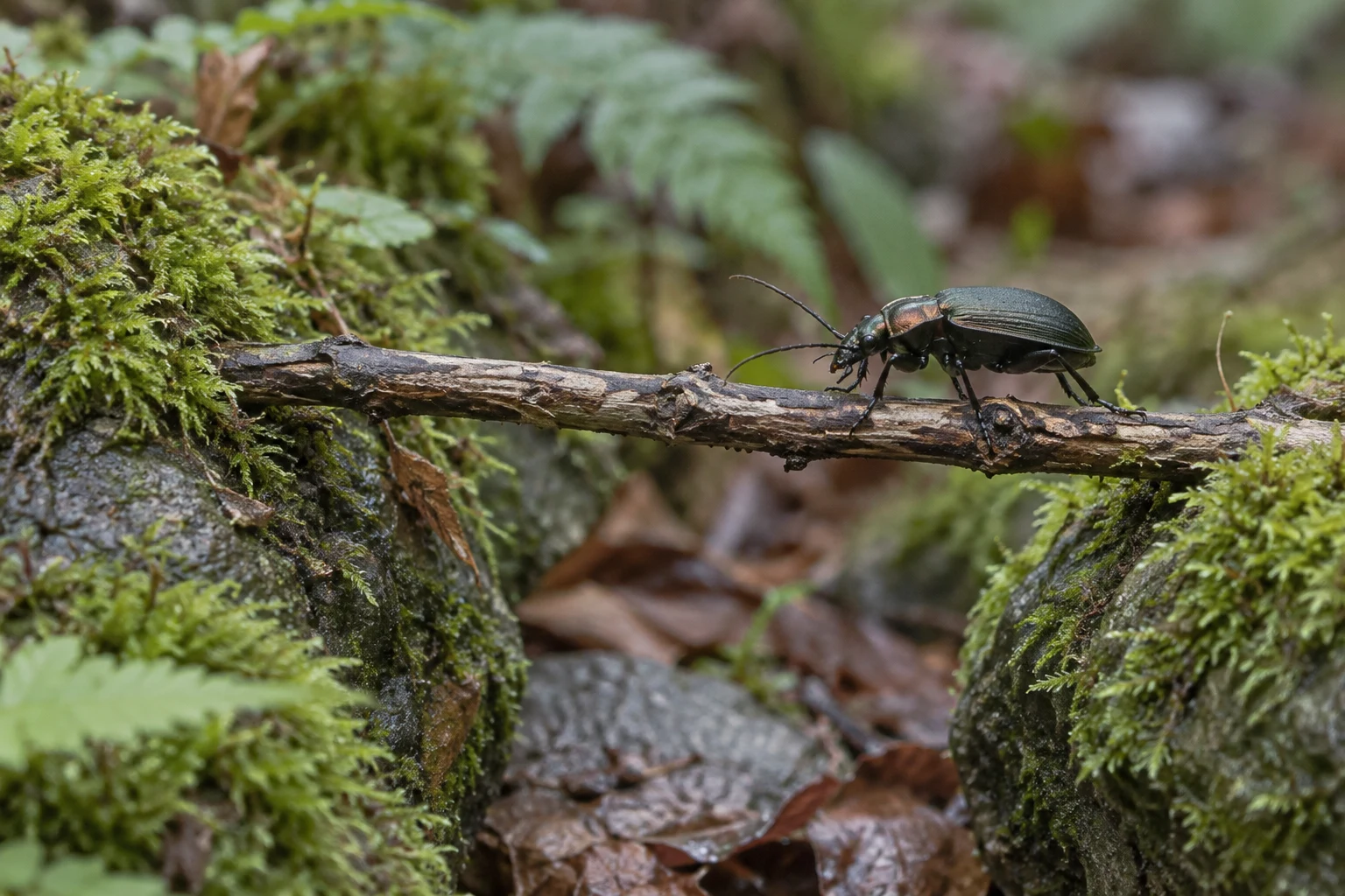 A dark beetle with a bronze sheen walks along a weathered twig spanning a gap between moss-covered stones, with blurred leaf litter and ferns behind it.