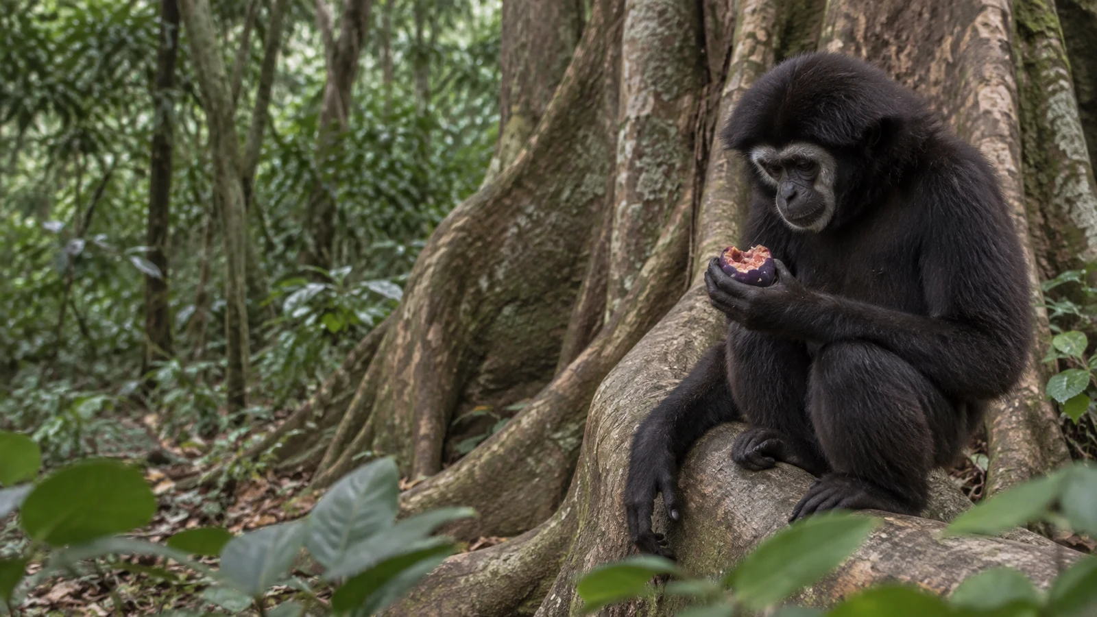 A dark-furred ape sits on a broad, weathered tree root in a forest, looking down at a split purple fig held in one hand; soft-focus leaves edge the foreground…