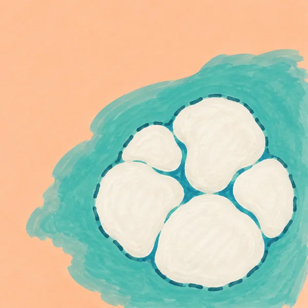 An overhead hand-drawn illustration of five joined ivory coral lobes surrounded by a broad teal wash on a warm peach ground, with dark running-stitch dashes…
