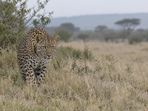 A leopard crouches low in pale dry grass on open savanna, facing the camera with a hazy tree line in the distance.
