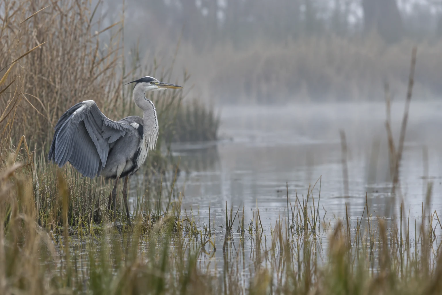 A grey heron stands in shallow reedy water with one wing partly spread, its feathers settling amid soft morning mist.