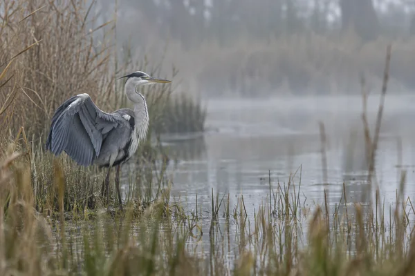 A grey heron stands in shallow reedy water with one wing partly spread, its feathers settling amid soft morning mist.