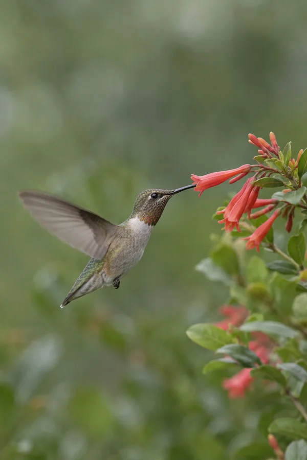 A hummingbird hovers beside a cluster of coral-red tubular flowers, its bill reaching toward a bloom against soft green foliage.