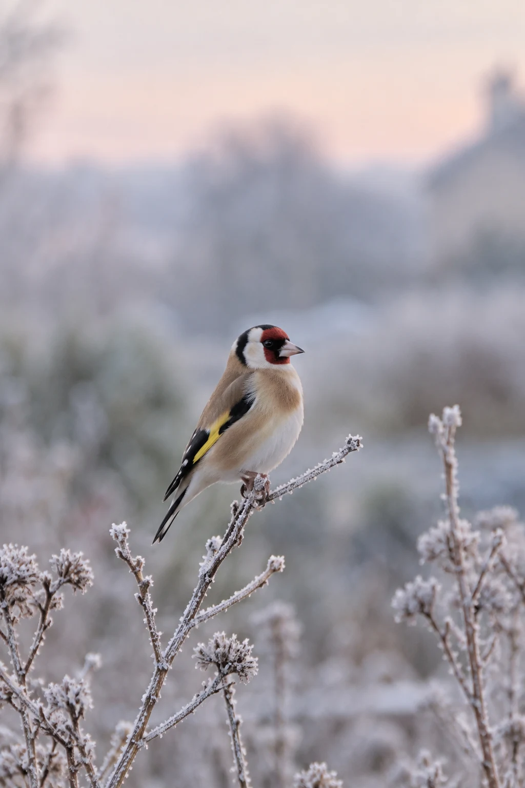 A European goldfinch with a red face, black-and-white head and yellow wing stripe perches on a frost-covered branch against a softly blurred pastel background.