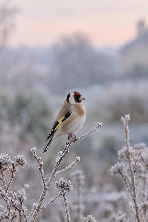 A European goldfinch with a red face, black-and-white head and yellow wing stripe perches on a frost-covered branch against a softly blurred pastel background.