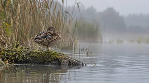 A mottled brown female mallard stands on one visible leg on a moss-covered log beside a reed-lined wetland, with her bill tucked into her back feathers and…