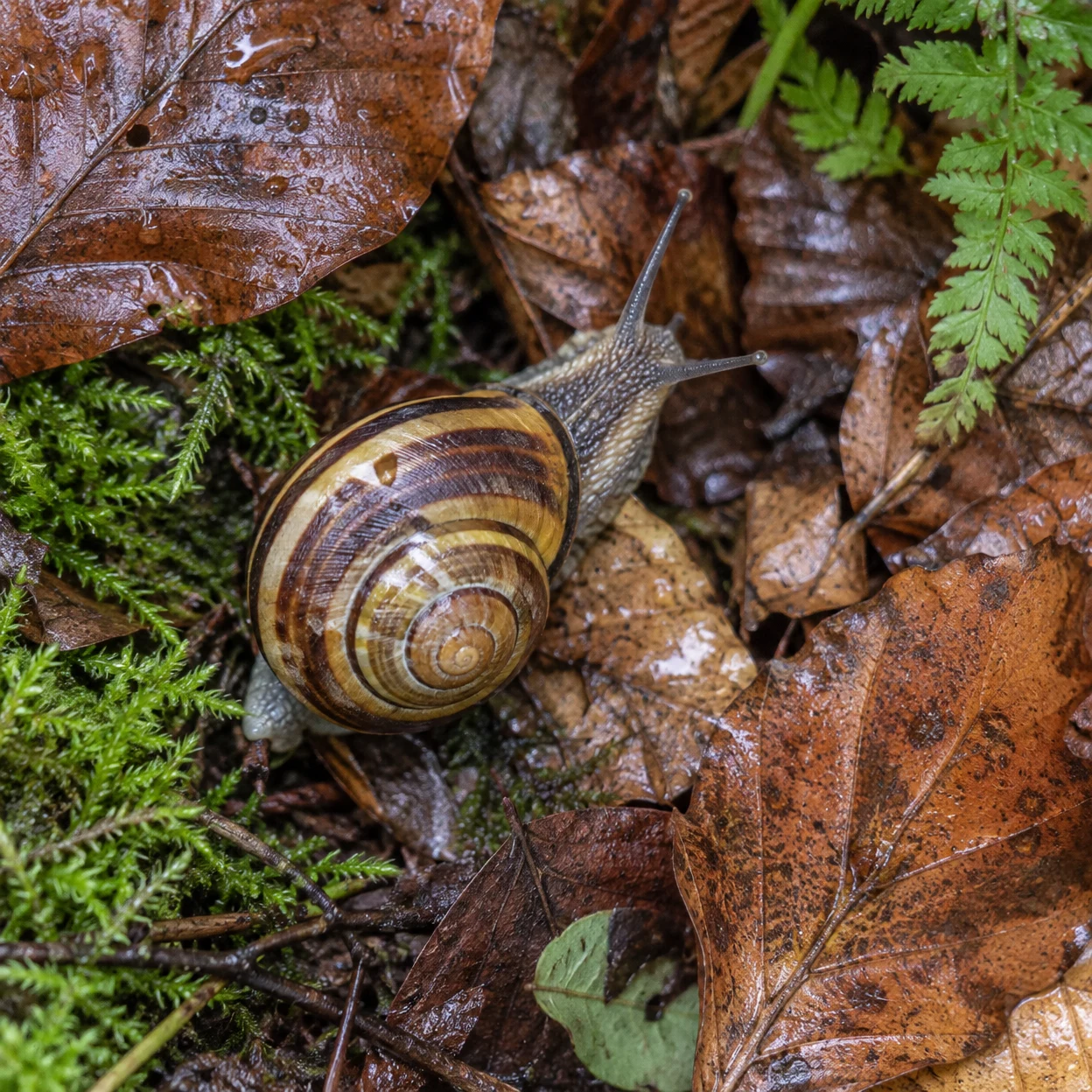 A banded snail with extended tentacles crawls over wet brown leaf litter among green moss and fern fronds.