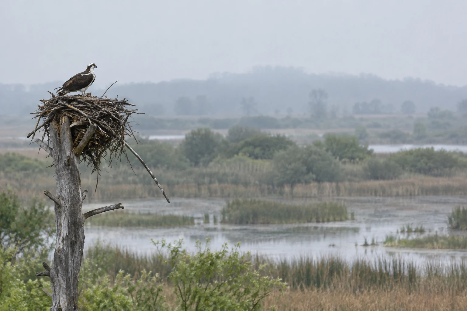 An osprey stands atop a large stick nest on a weathered dead tree snag at the left of a misty wetland with reeds, shallow pools and distant trees.