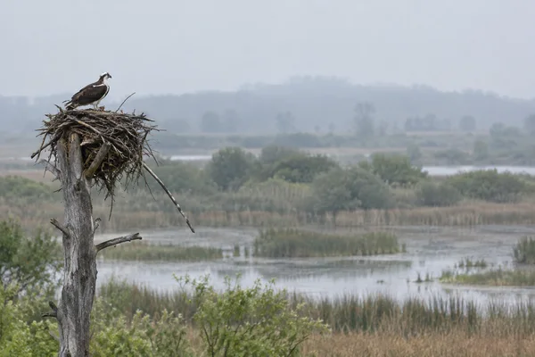 An osprey stands atop a large stick nest on a weathered dead tree snag at the left of a misty wetland with reeds, shallow pools and distant trees.