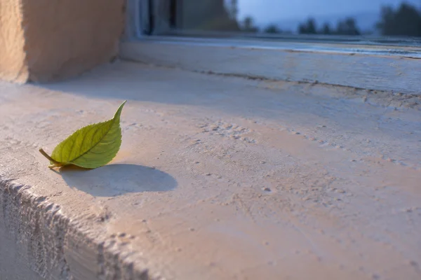 A chartreuse-green leaf curls upright on a peach-colored, textured windowsill, casting a cool blue-gray shadow beside a window with a blurred blue view beyond.