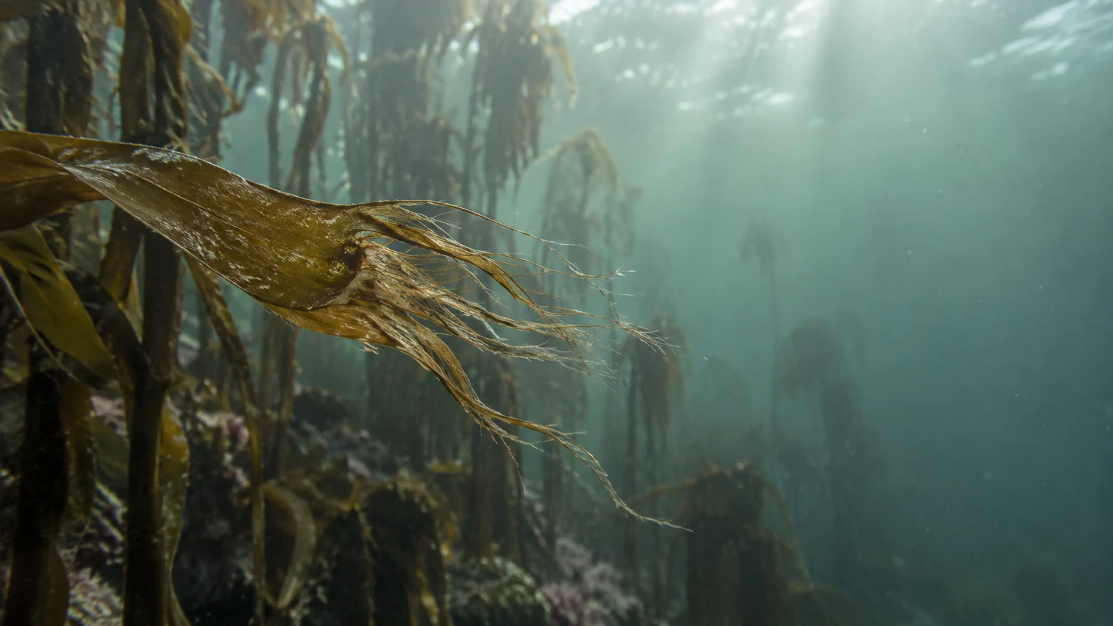 A weathered brown kelp blade with a frayed, strand-like tip extends across the left foreground of an underwater kelp forest.