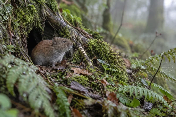A bank vole with chestnut-brown fur sits at the entrance of a hollow beneath moss-covered tree roots, looking slightly upward to the right.