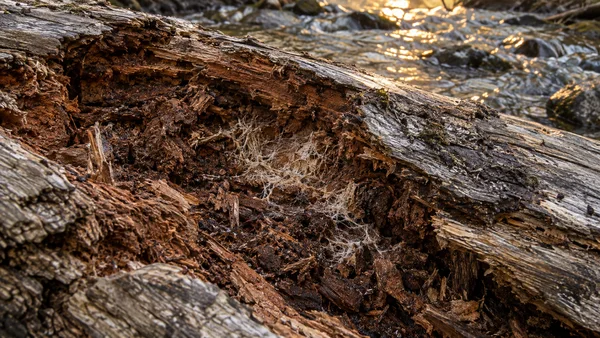 Close view of a naturally split, decaying log beside rippling water, with pale threadlike growth visible in the dark, fibrous interior and sunlight glinting on…