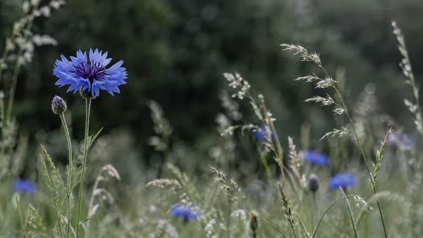 A vivid violet-blue cornflower with a dark centre rises above meadow grasses on the left, with a small closed bud nearby and blurred blue flowers against a…