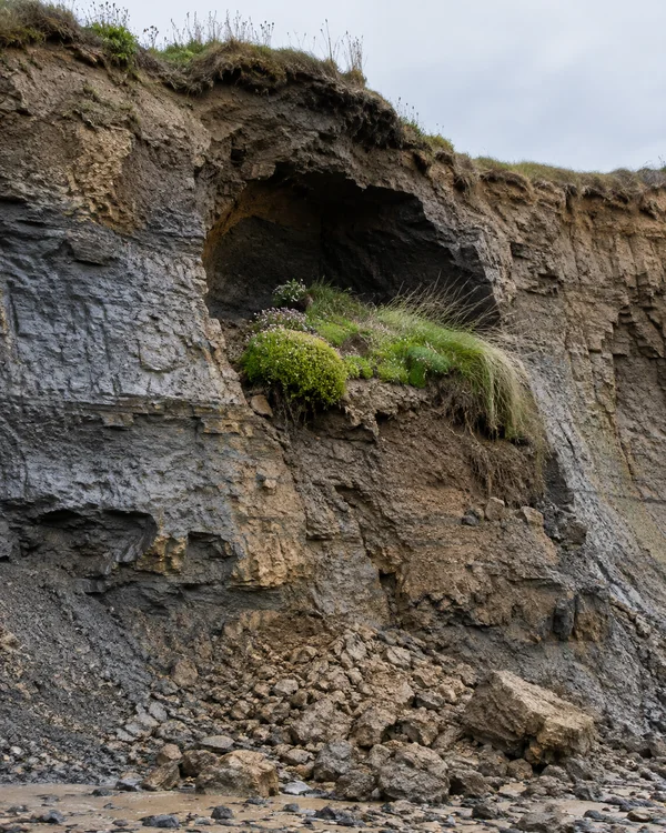 A layered grey-brown coastal cliff has a deep dark hollow above a ledge of green grass and small pink flowers, with loose rocks and clay clods scattered across…