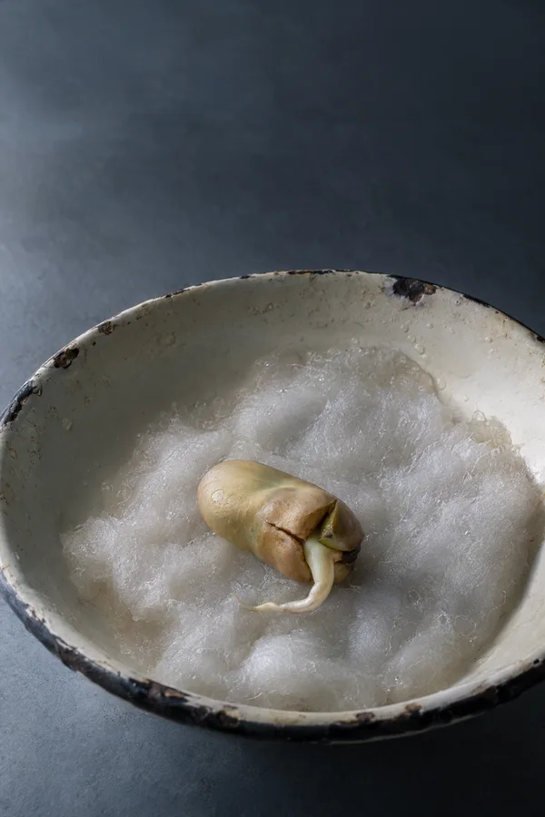 A split tan bean seed with a curved ivory root rests on damp white cotton inside a chipped cream enamel saucer, with droplets on the saucer and open blue-grey…