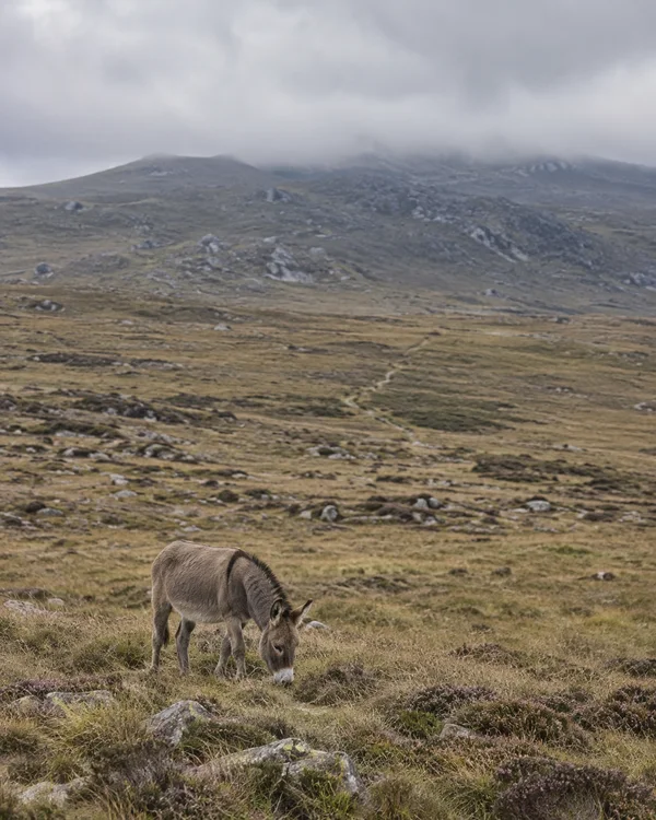 A dun donkey grazes head-down among tawny grass, heather and grey stones on an open upland moor, with a faint track crossing the slope toward a cloud-covered…