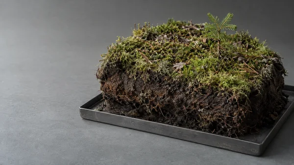 A moss-covered rectangular soil and peat fragment rests in a shallow dark metal tray on a grey worktop, with scattered conifer needles and a small spruce…