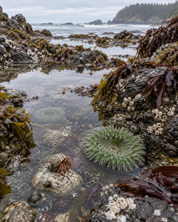 A hermit crab in a striped shell walks across a pale pebble in a rocky tide pool, surrounded by green sea anemones, seaweed, barnacles and small snails; ocean…