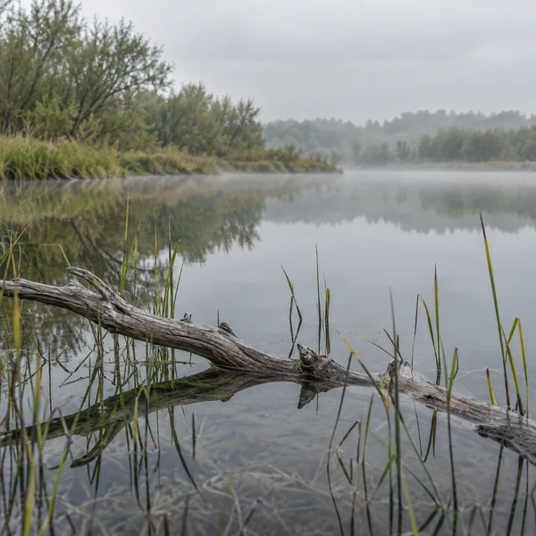 A weathered grey branch lies partly submerged among reeds in the foreground of a still, misty lake, reflecting a wooded bank beneath an overcast sky.