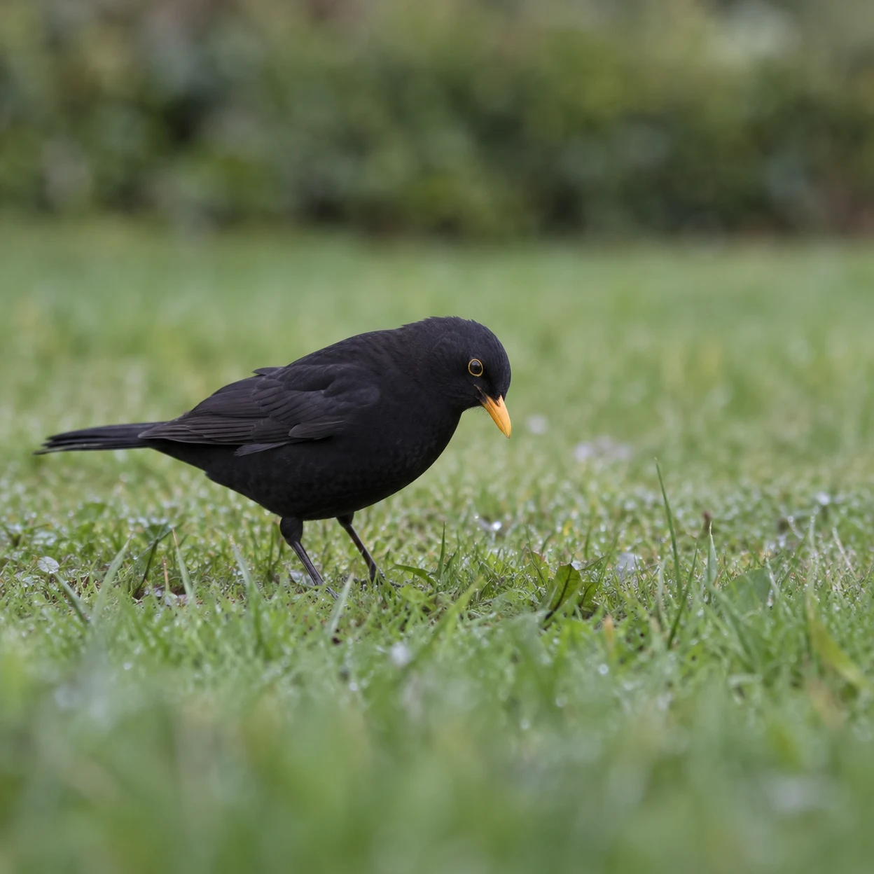 A blackbird with glossy dark plumage, an orange-yellow bill and a bright eye ring stands among wet grass, looking down toward the lawn.