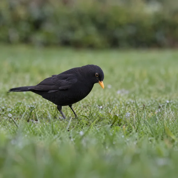 A blackbird with glossy dark plumage, an orange-yellow bill and a bright eye ring stands among wet grass, looking down toward the lawn.