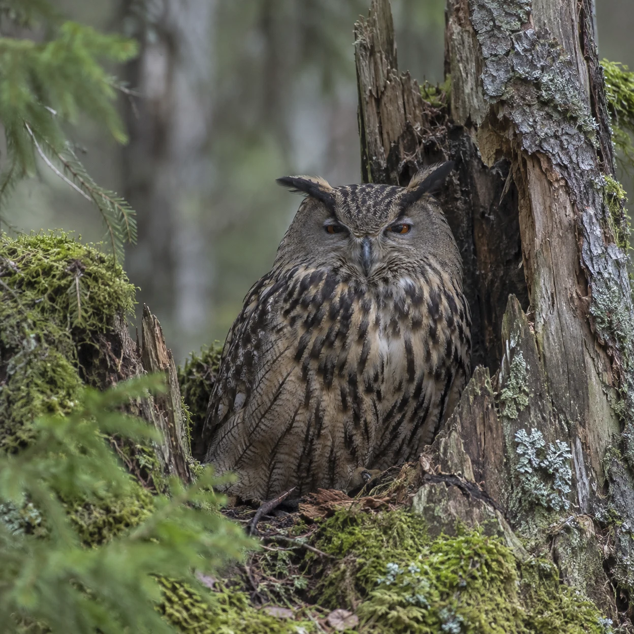 A front-facing mottled brown owl sits in a mossy, weathered tree stump, framed by rough bark and a softly blurred green forest.