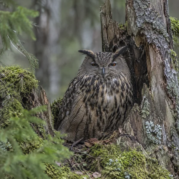 A front-facing mottled brown owl sits in a mossy, weathered tree stump, framed by rough bark and a softly blurred green forest.