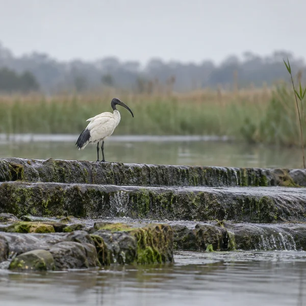 A lone white ibis with a bare dark head and down-curved black bill stands on a moss-stained stone weir above shallow water, with blurred reeds and trees behind…