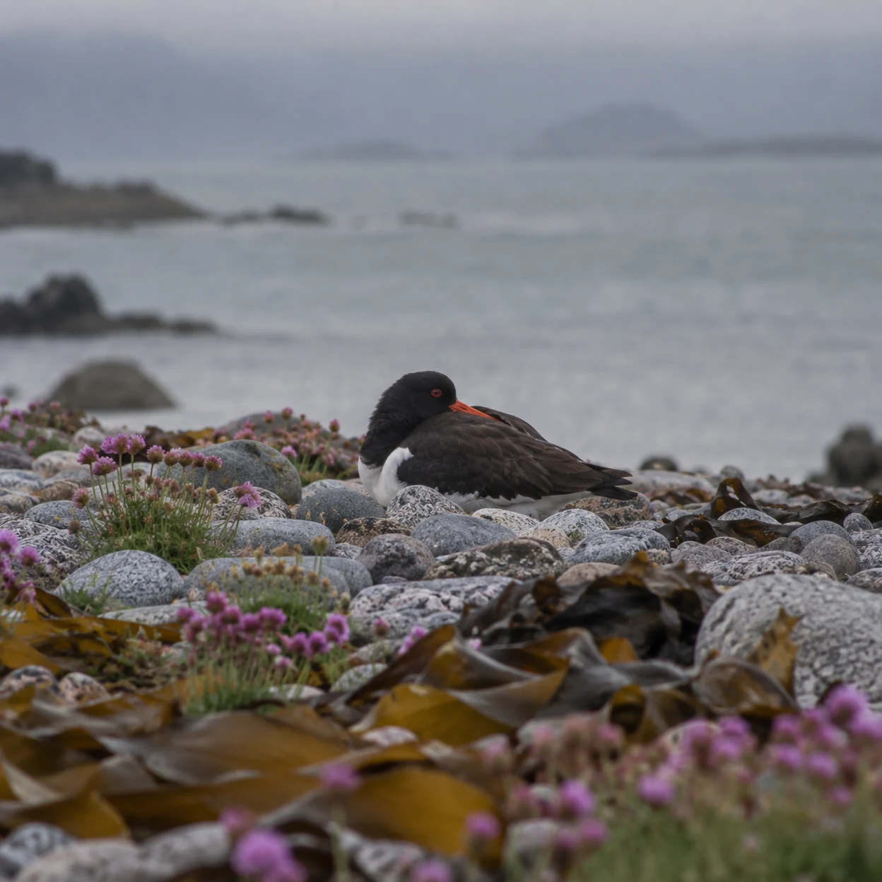 A black-and-white oystercatcher roosts with its orange bill resting on its back among grey shore pebbles, amber kelp and magenta sea thrift, with a calm misty…