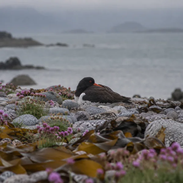 A black-and-white oystercatcher roosts with its orange bill resting on its back among grey shore pebbles, amber kelp and magenta sea thrift, with a calm misty…