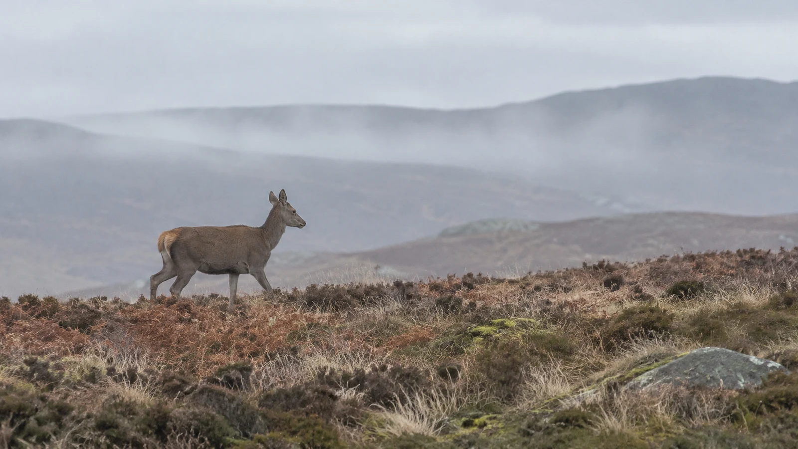 A red deer hind walks across a heather-covered upland ridge, with pale misty hills in the background under an overcast sky.