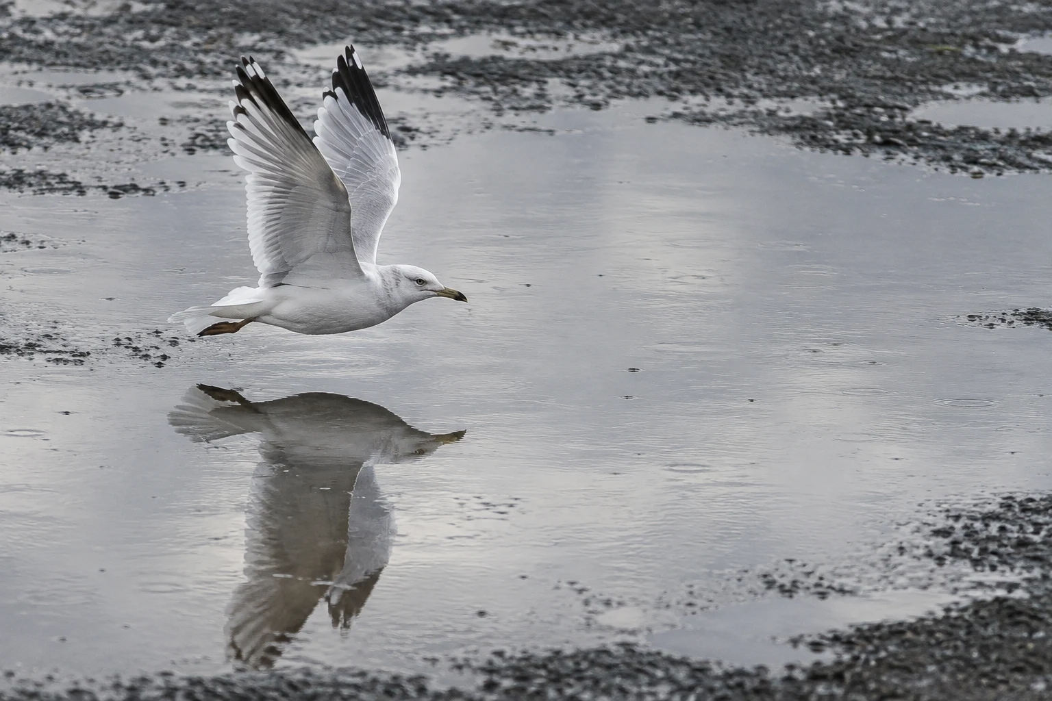 A white gull flies low over a broad shallow puddle, its raised wings and dark reflection visible against wet, textured pavement.
