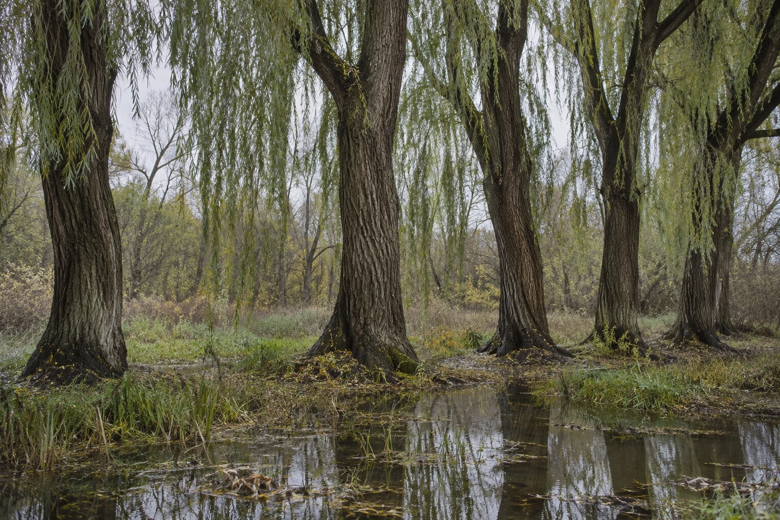 A row of mature, dark furrowed willow trunks stands in a wet woodland, with pale green hanging fronds, shallow water reflecting the trees, and sedges and…