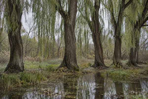 A row of mature, dark furrowed willow trunks stands in a wet woodland, with pale green hanging fronds, shallow water reflecting the trees, and sedges and…