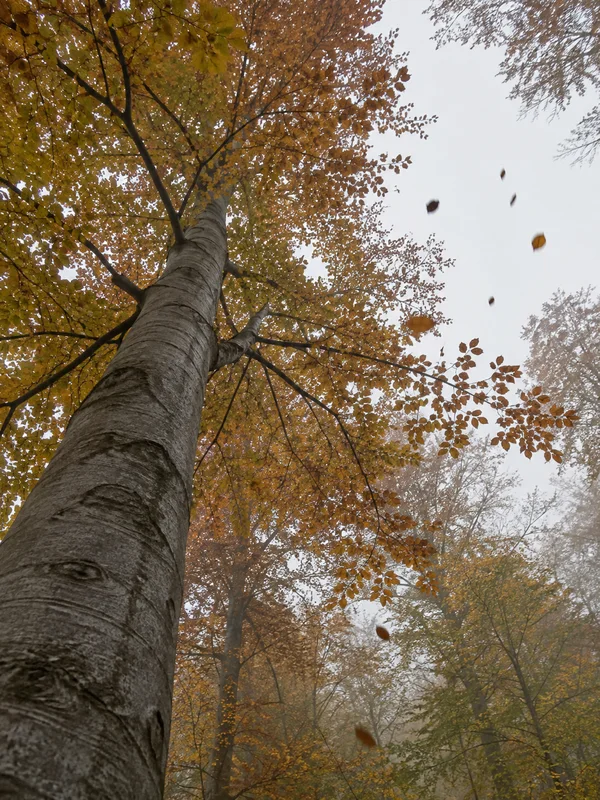 A low-angle view up a smooth grey beech trunk into a copper and ochre autumn canopy, with pale sky and misty trees in the background and several leaves…