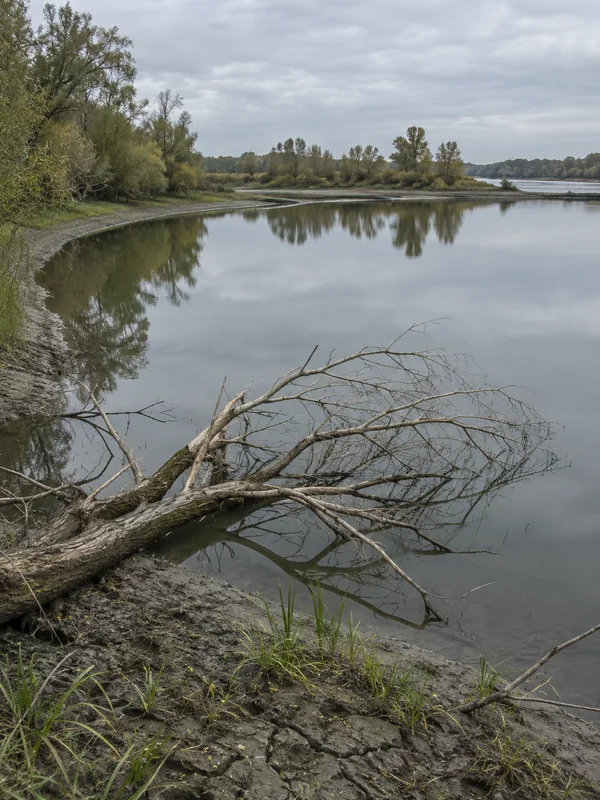 A fallen willow trunk with pale bare branches lies partly submerged beside cracked grey silt and green sedges at the edge of a calm, reflective floodplain lake.