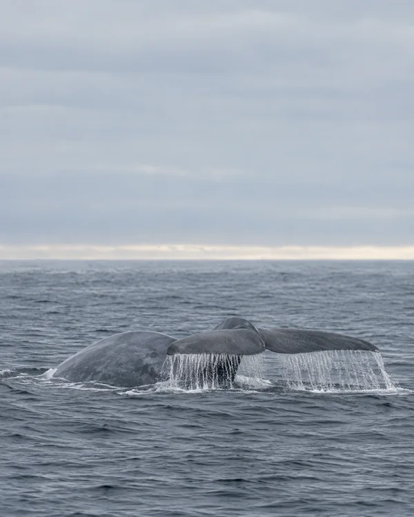 A blue-grey whale raises its broad tail flukes above a gently rippled ocean, with water streaming from the edges and a curved section of its back visible…