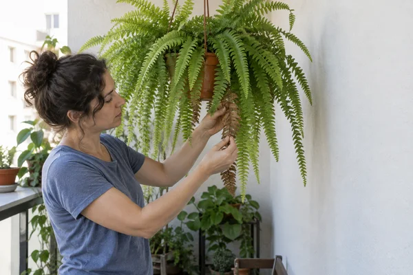An adult in a faded blue T-shirt tends a hanging fern on a balcony, holding a brown dried frond beneath the green foliage.