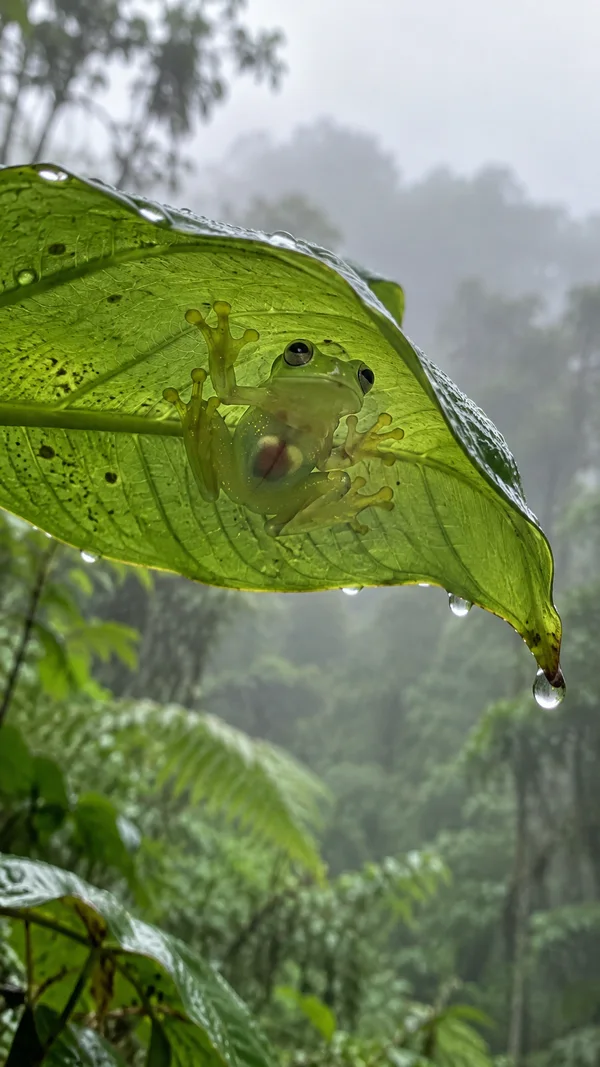 A translucent green frog with dark eyes and yellow flecks clings beneath a large, rain-wet leaf, with a pinkish organ visible through its belly.