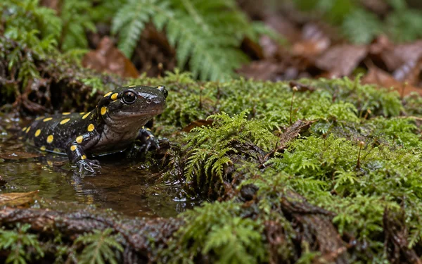 A black salamander with yellow spots rests partly in a shallow pool on a moss-covered log, its head raised and forelimbs at the water’s edge; fern fronds and…