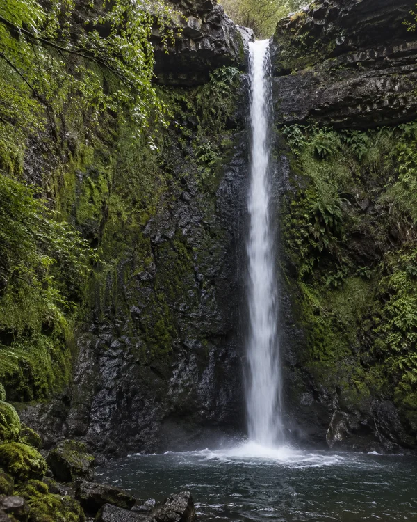A narrow white waterfall drops down a dark, moss-covered rock cliff into a small churning pool, framed by dense green foliage and ferns.